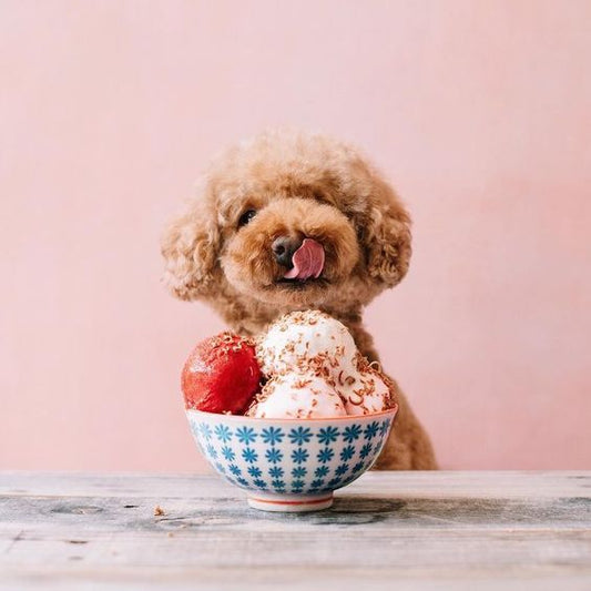 Home-made ice cream for your pooch